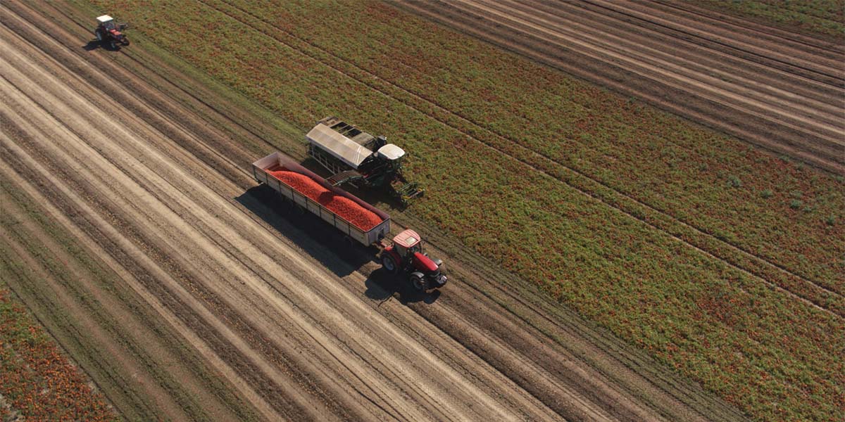 Pomodoro da industria: male la raccolta al Nord Italia con rese bassissime